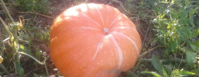 Agriturismo La Romagnana - zucca