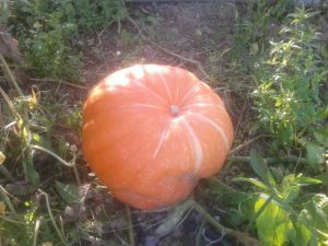 Agriturismo La Romagnana - zucca