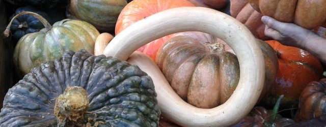 Agriturismo La Romagnana - zucche