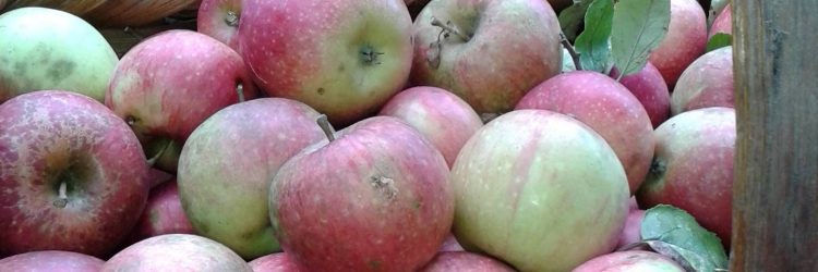 Agriturismo La Romagnana - nostri frutti