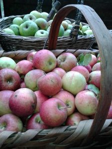 Agriturismo La Romagnana - frutti