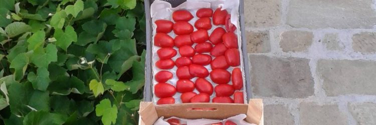 Agriturismo La Romagnana - pomodori