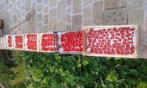 Agriturismo La Romagnana - nostri frutti