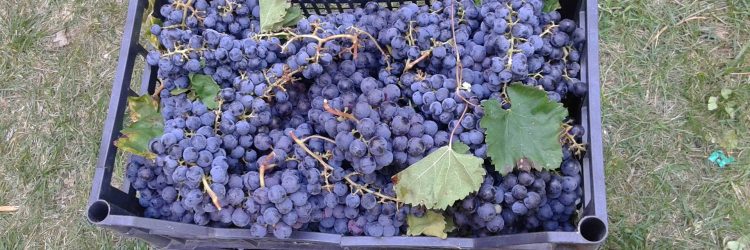 Agriturismo La Romagnana - uva