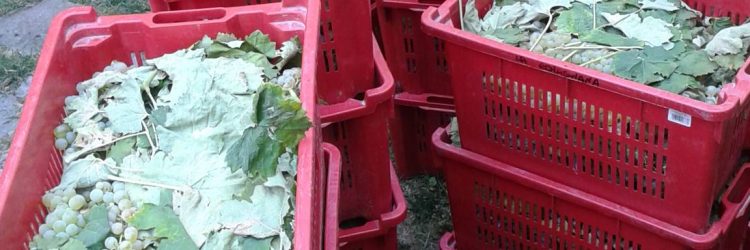 Agriturismo La Romagnana - uva