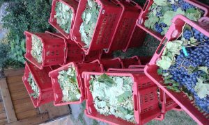 Agriturismo La Romagnana - uva