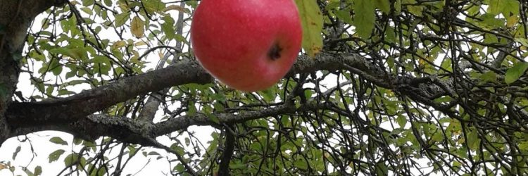 Agriturismo La Romagnana - nostri frutti