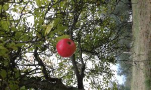 Agriturismo La Romagnana - frutti