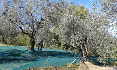 Agriturismo La Romagnana - raccolta olive