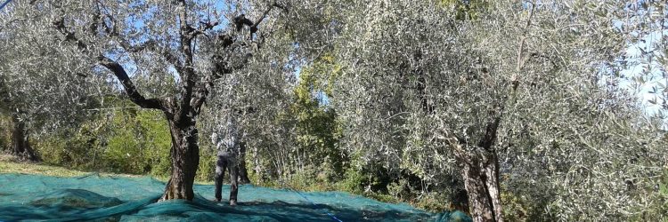 Agriturismo La Romagnana - raccolta olive