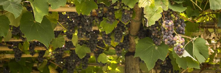 Agriturismo La Romagnana - uva