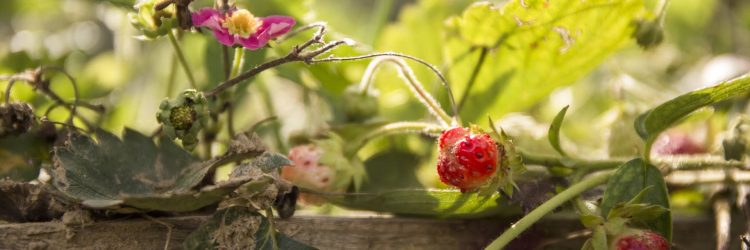 Agriturismo La Romagnana - orto