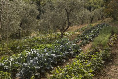 Agriturismo La Romagnana - orto