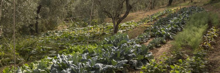 Agriturismo La Romagnana - orto