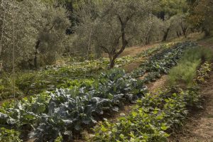 Agriturismo La Romagnana - orto