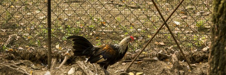 Agriturismo La Romagnana - gallo