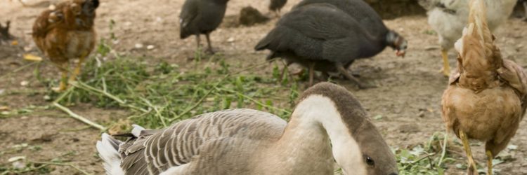 La Romagnana Agriturismo- pollaio