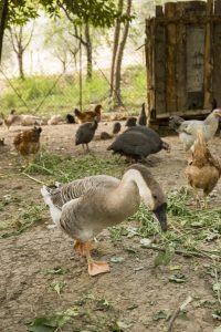 Agriturismo La Romagnana - animali
