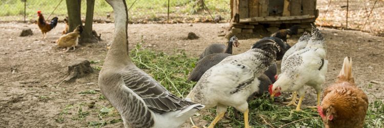 Agriturismo La Romagnana - galline