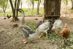 Agriturismo La Romagnana - animali