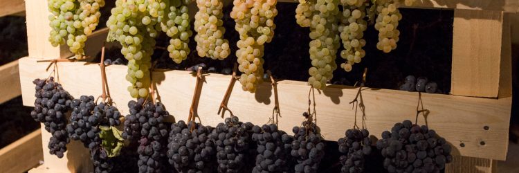 Agriturismo La Romagnana - uva