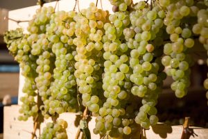 Agriturismo La Romagnana - vinsanto tradizione toscana