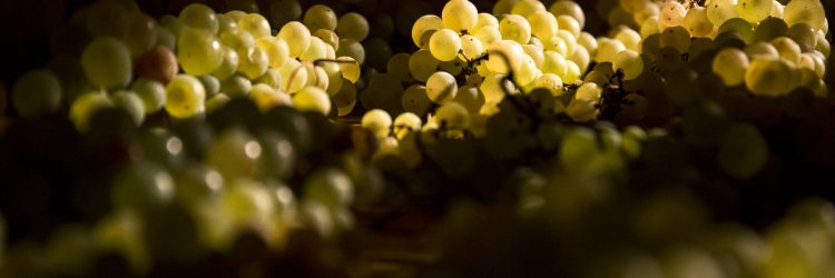 Agriturismo La Romagnana - uva