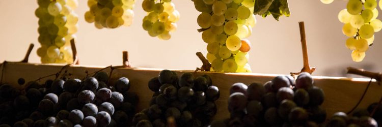 Agriturismo La Romagnana - uva