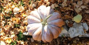 zucca alla romagnana