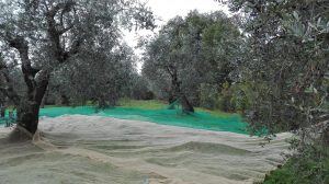 reti olive la romagnana