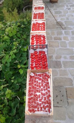 Agriturismo La Romagnana - pomodori