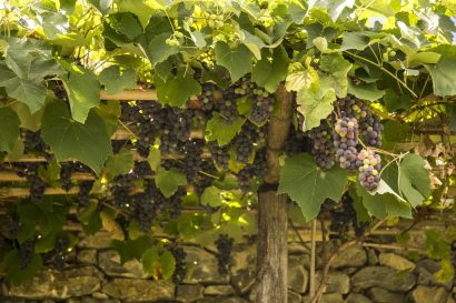 Agriturismo La Romagnana - uva