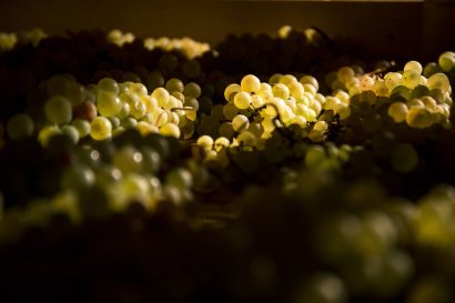 Agriturismo La Romagnana - uva